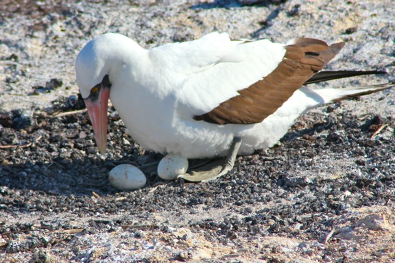 galapagos booby eggs GALAPAGOS ISLANDS DAY 2  Photo Gallery